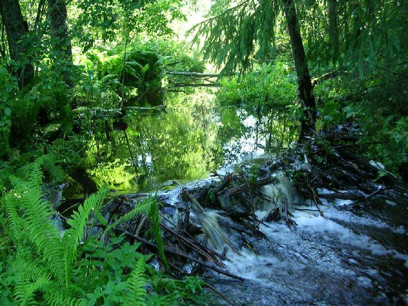 фото Уникальная природная территория Тверской области может войти в Список всемирного наследия ЮНЕСКО
