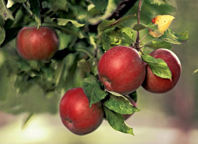 фото Зеленым символом Тверской области стала яблоня