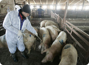 Вопросы по предотвращению распространения африканской чумы свиней рассмотрены на межведомственной комиссии