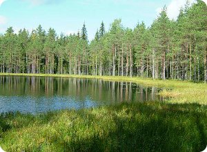 Инвестиции в лесопромышленный комплекс Тверской области растут