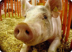 Информация об эпизоотической ситуации по африканской чуме свиней
