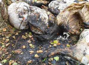фото В Тверской области выявлена несанкционированная свалка мяса свинины