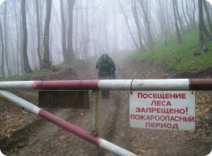 фото В Калининском районе снят запрет на посещение лесов