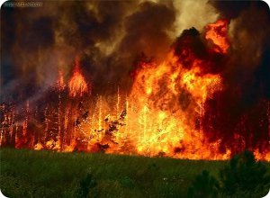 фото Предотвращение несчастных случаев на воде и лесных пожаров на территории Твери