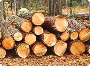 фото В Министерстве лесного хозяйства Тверской области состоялось межведомственное совещание