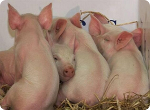фото Африканская чума свиней продолжает распространяться по Тверской области