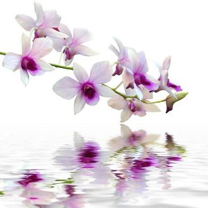 В Твери пройдет выставка-продажа орхидей "Радужные искры любви"