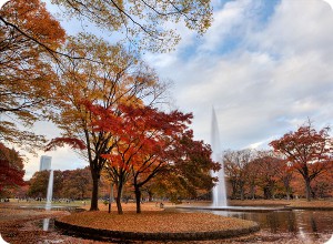 В Твери пройдет выставка фотографий "Осень в Токио"