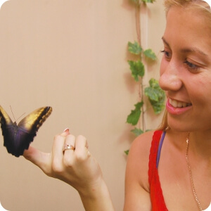 Выставка живых тропических бабочек в Твери продлена по просьбам жителей города