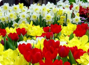 В канун 8 марта в Твери будет организована продажа живых цветов