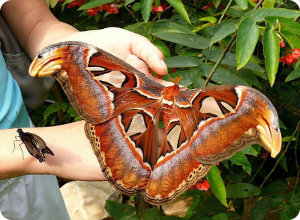 На выставке живых тропических бабочек в Твери вылупилась из кокона самая большая в мире бабочка Attacus Atlas