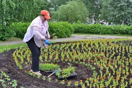 В Твери продолжаются работы по озеленению