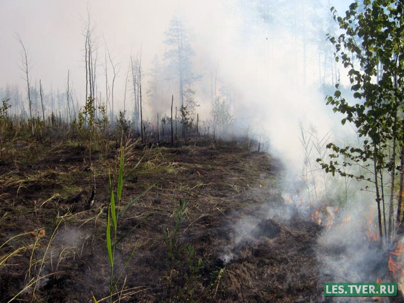 Система "Лесной дозор" помогла оперативно обнаружить лесной пожар в Калининском районе