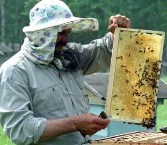 В Сандово пройдет первый областной слет пчеловодов
