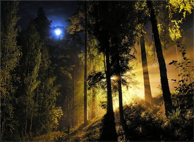 фото Старичок в ночном лесу