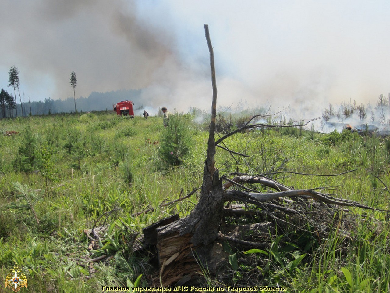 Лесной пожар в Весьегонском районе