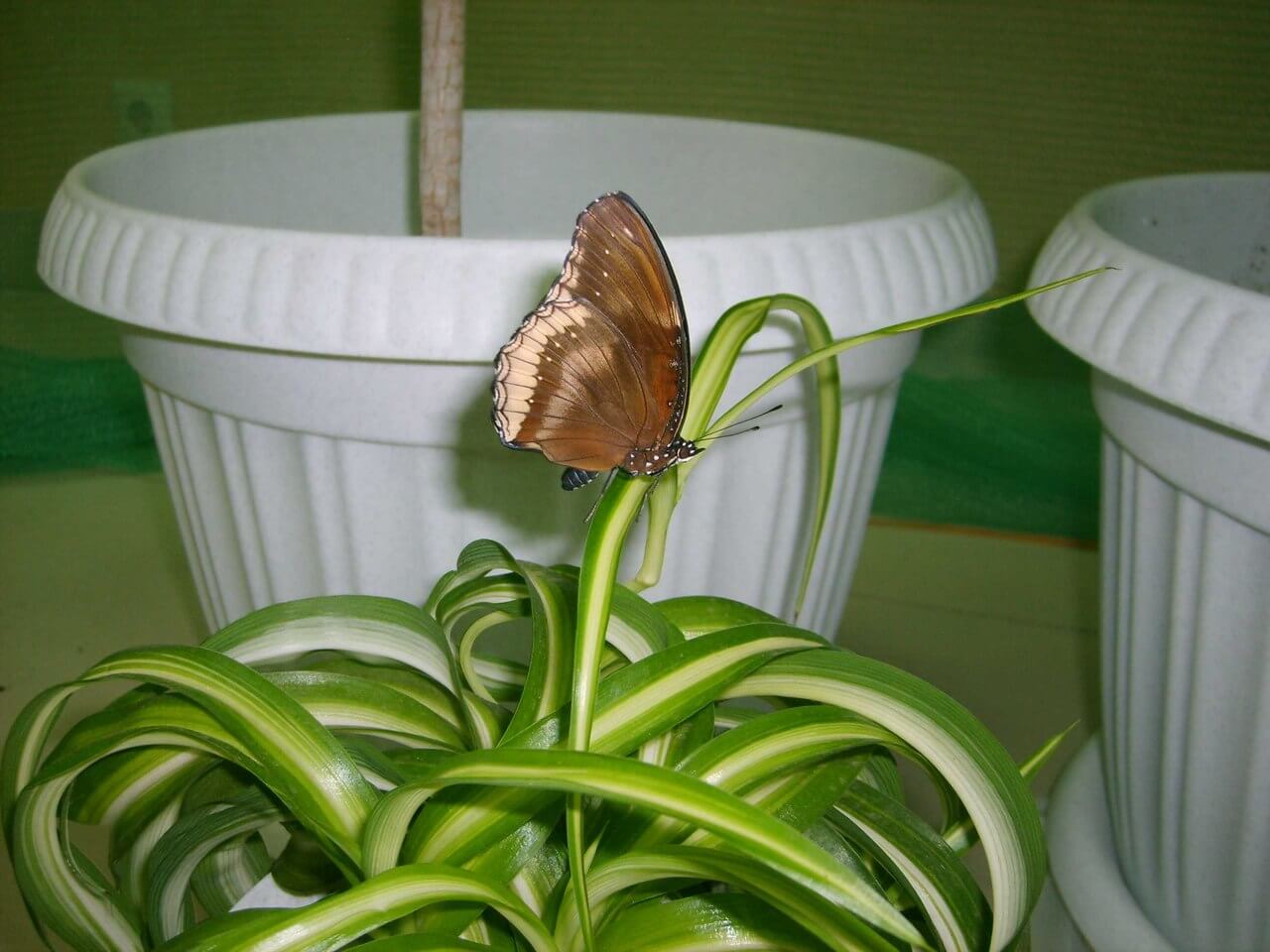 В Твери открылся музей тропических бабочек