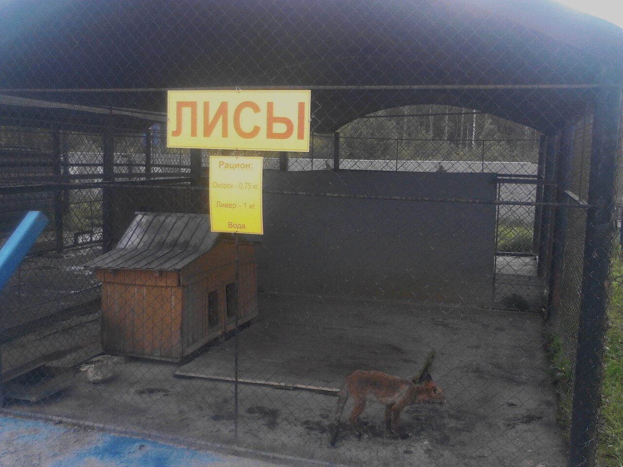 фото Питомцами придорожного зоопарка в Тверской области становятся пострадавшие на трассе животные