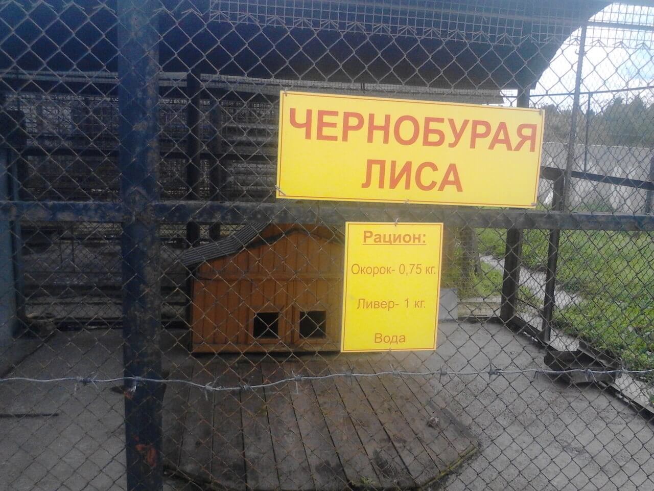 Питомцами придорожного зоопарка в Тверской области становятся пострадавшие на трассе животные