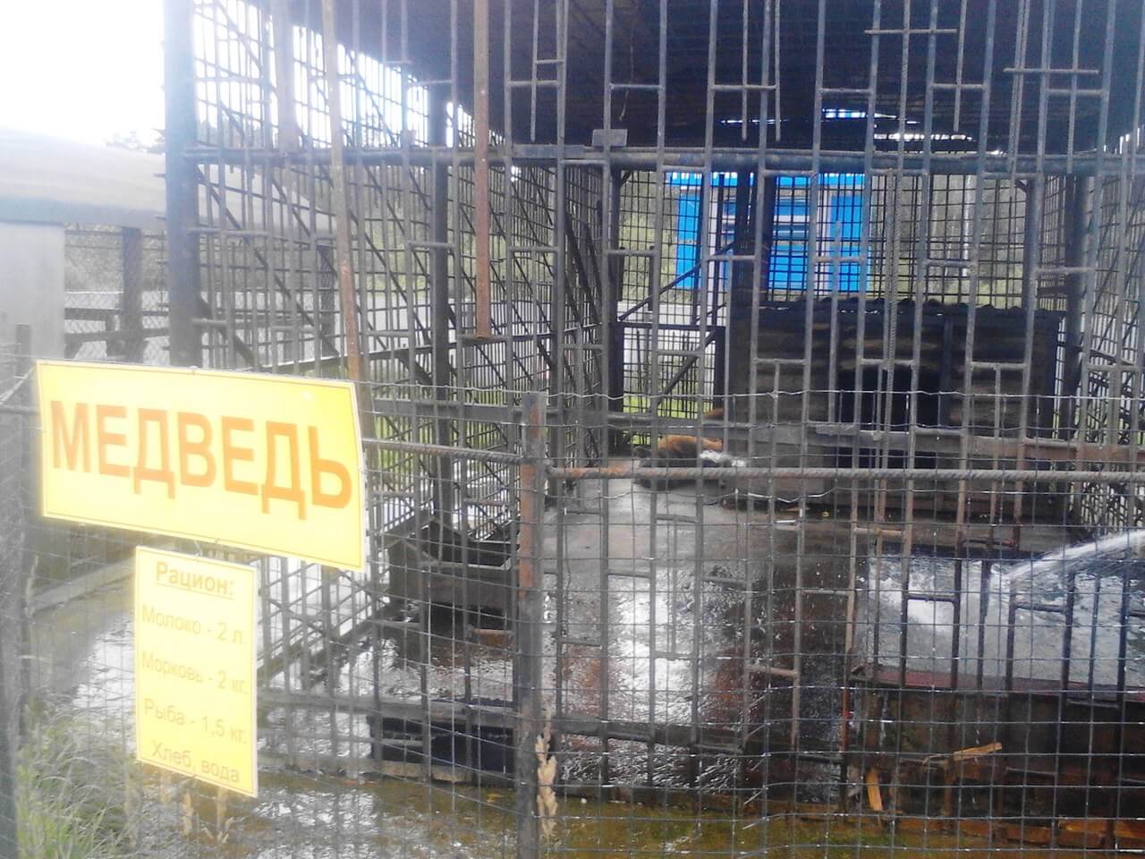 Питомцами придорожного зоопарка в Тверской области становятся пострадавшие на трассе животные