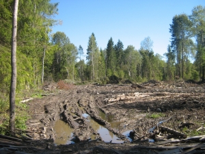 фото Свалка порубочных остатков в Торжокском районе до сих пор не убрана