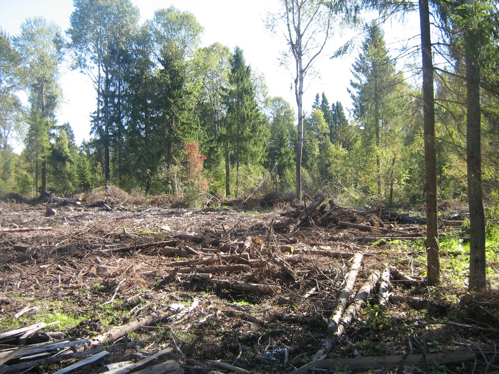 Свалка порубочных остатков в Торжокском районе до сих пор не убрана