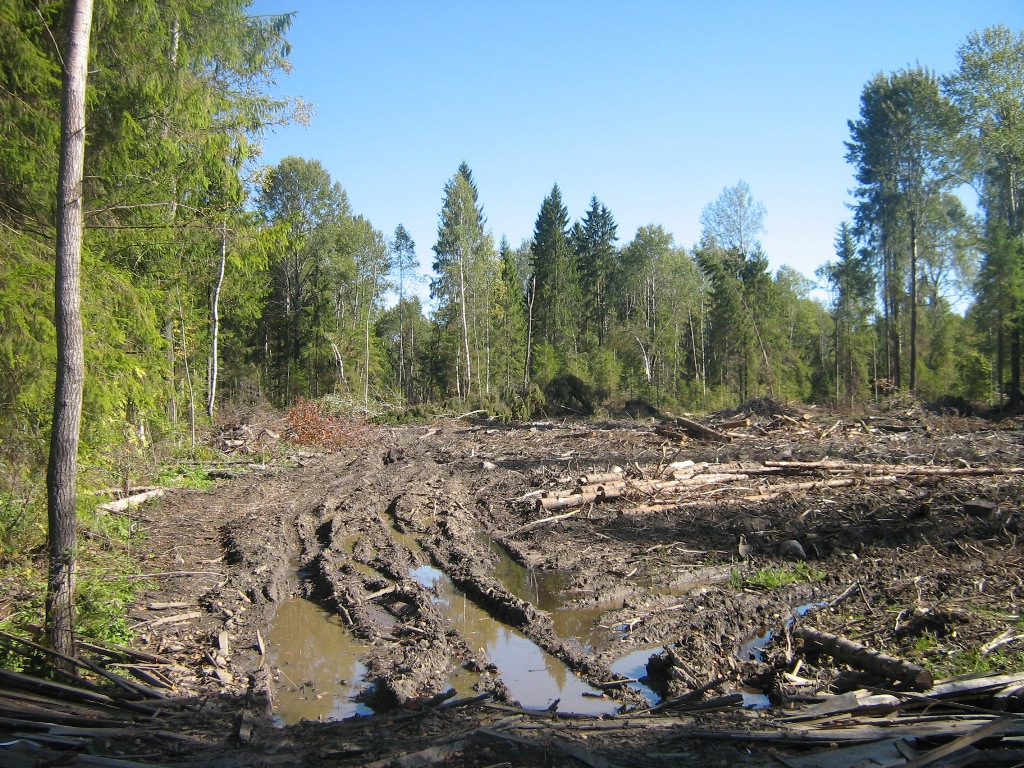 Свалка порубочных остатков в Торжокском районе до сих пор не убрана