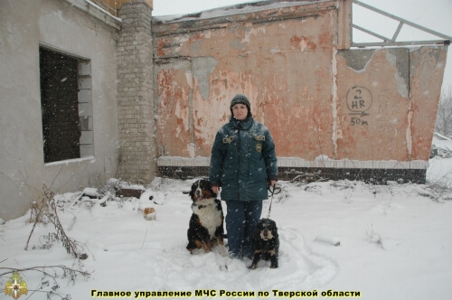 фото Тверские спасатели-кинологи провели тренировочное занятие с минно-розыскными собаками
