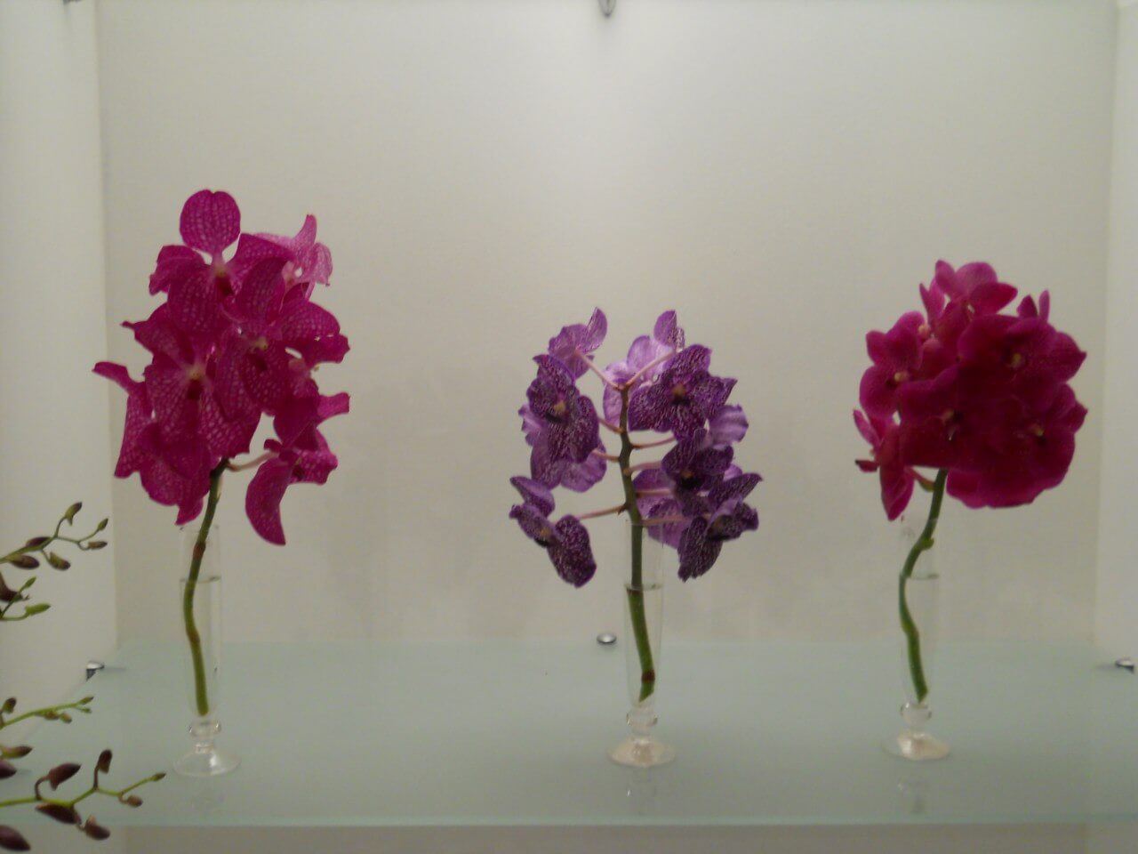 фото В Твери проходит фестиваль орхидей