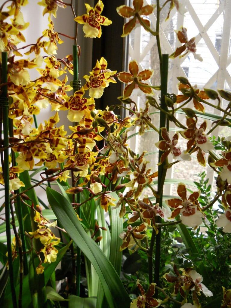 В Твери пройдет фестиваль орхидей
