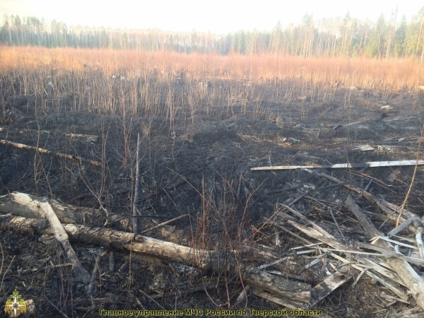 В Торжокском районе произошел лесной пожар на площади в 3,5 гектара