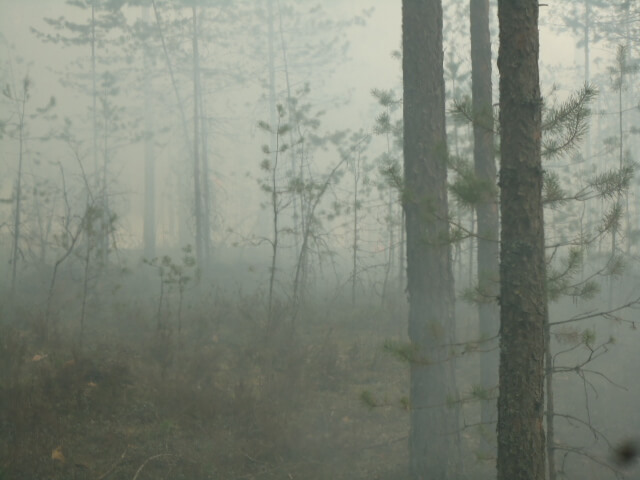 фото Лесные пожары в Тверской области - чем дальше, тем крупнее