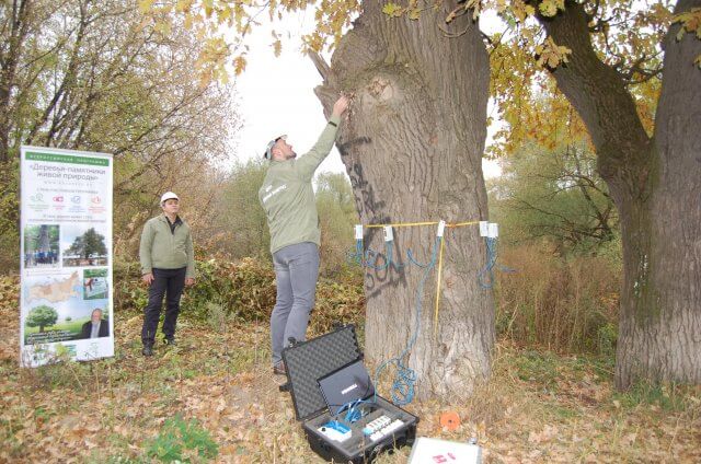 Тверские дубы пополнили Национальный реестр старовозрастных деревьев России