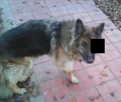 фото В Твери хозяин систематически избивает собаку. В сети опубликована петиция о привлечении его к уголовной отвественности.