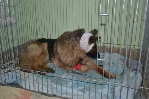 фото Полиция отказалась возбуждать уголовное дело в отношении хозяина собаки Герды