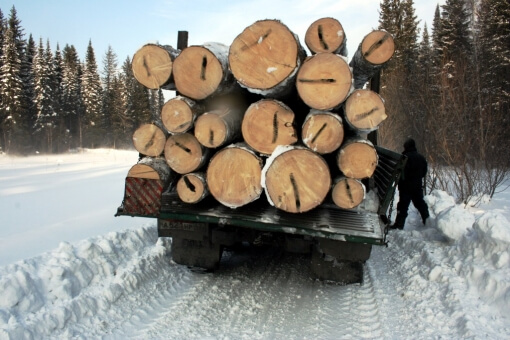 За незаконную рубку леса "попал" на 850 тысяч рублей