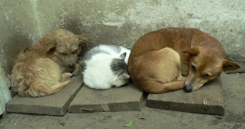 фото В Твери вновь проходит акция "Десятка десятого" в помощь бездомным животным