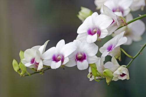 фото Тверичей приглашают на выставку орхидей "Радужные искры любви"