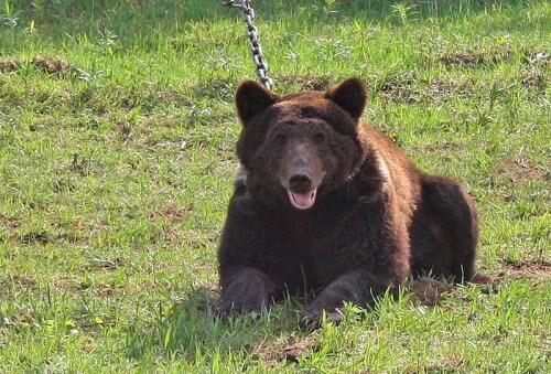фото В Тверской области проходят Межрегиональные состязания лаек по подсадному медведю