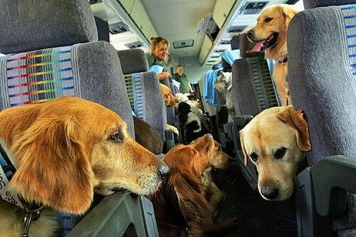 фото В поездах "Сапсан" появились специализированные места для пассажиров с животными