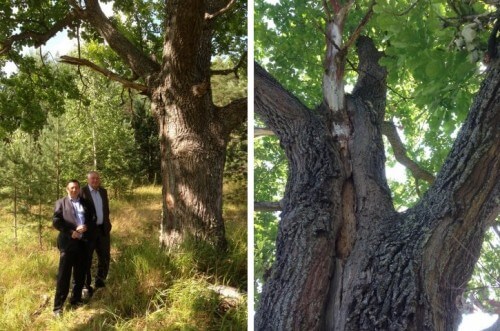 фото Весьегонский дуб предлагают включить в Национальный реестр старовозрастных деревьев
