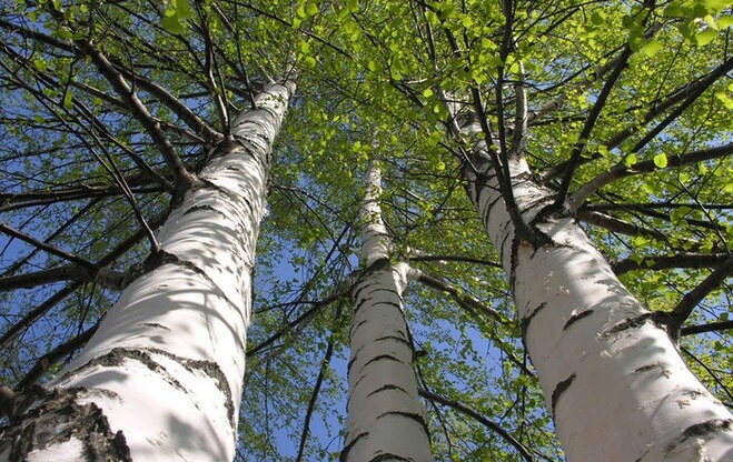 В Твери установят официальные границы памятника природы "Березовая роща"