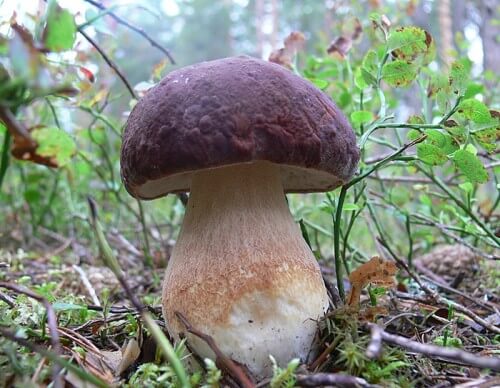 фото В Тверской области грибы и ягоды проверили на радиацию