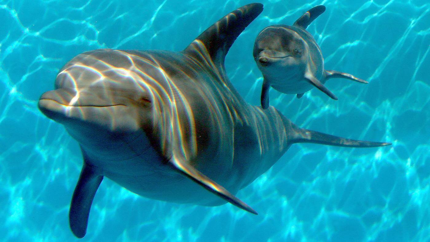 Общественная организация "Дети-ангелы" просит помощи в организации шоу дельфинов для особенных детей