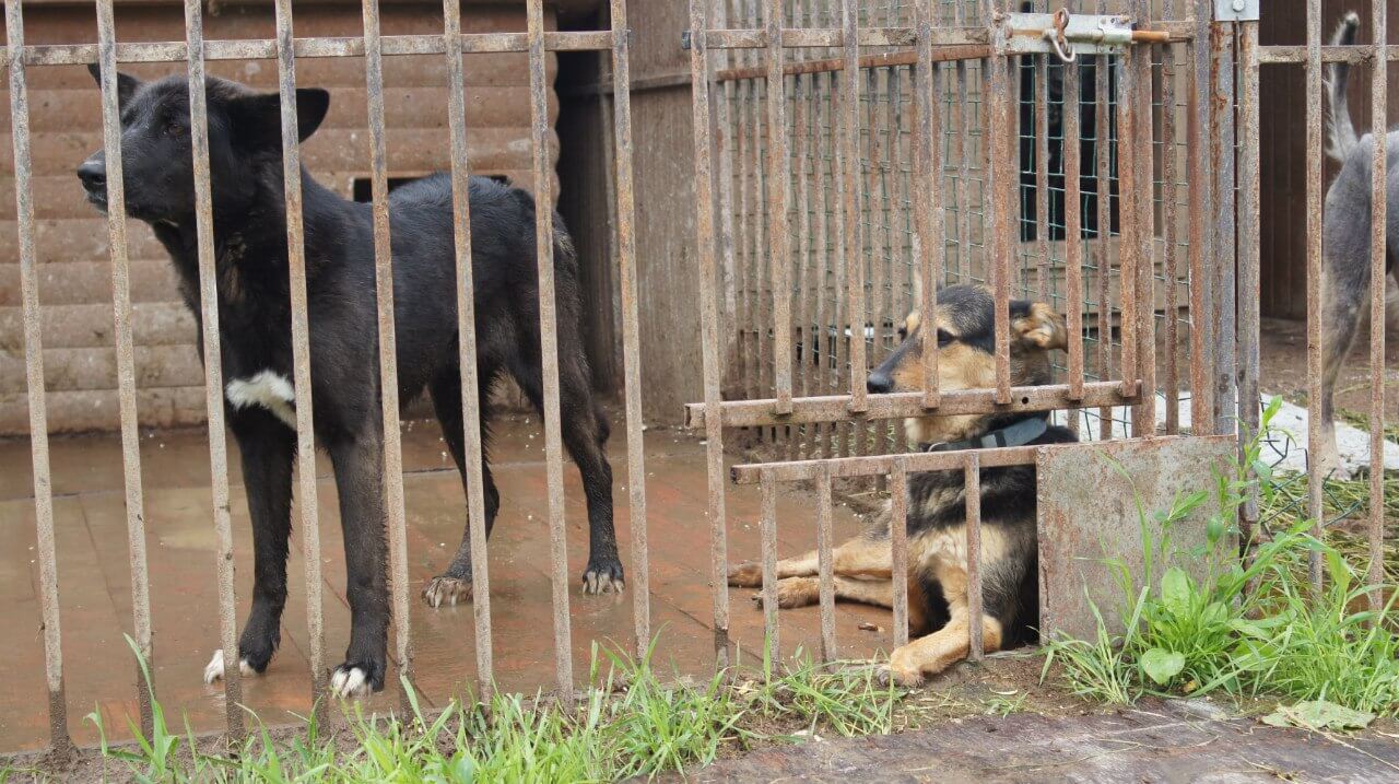 Тверской приют для собак просит помощи в транспортировке медикаментов для животных из Москвы