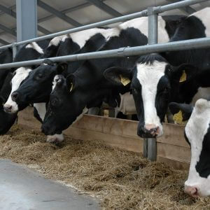 фото В Тверской области появится новая животноводческая ферма на 500 голов скота
