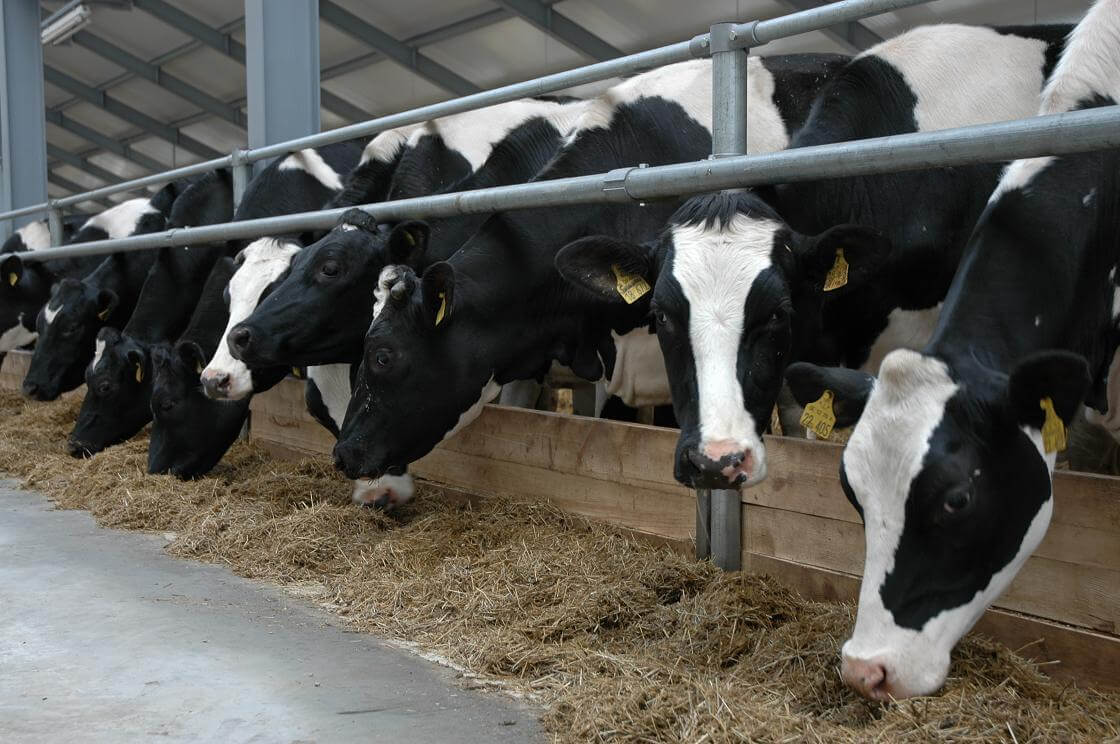 В Тверской области появится новая животноводческая ферма на 500 голов скота