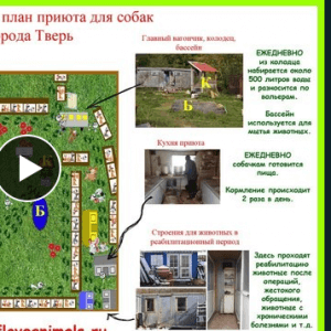 фото Тверской приют для собак собрал необходимую сумму для организации теплого помещения питомцам