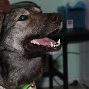 фото Собака, которая улыбается, несмотря ни на что