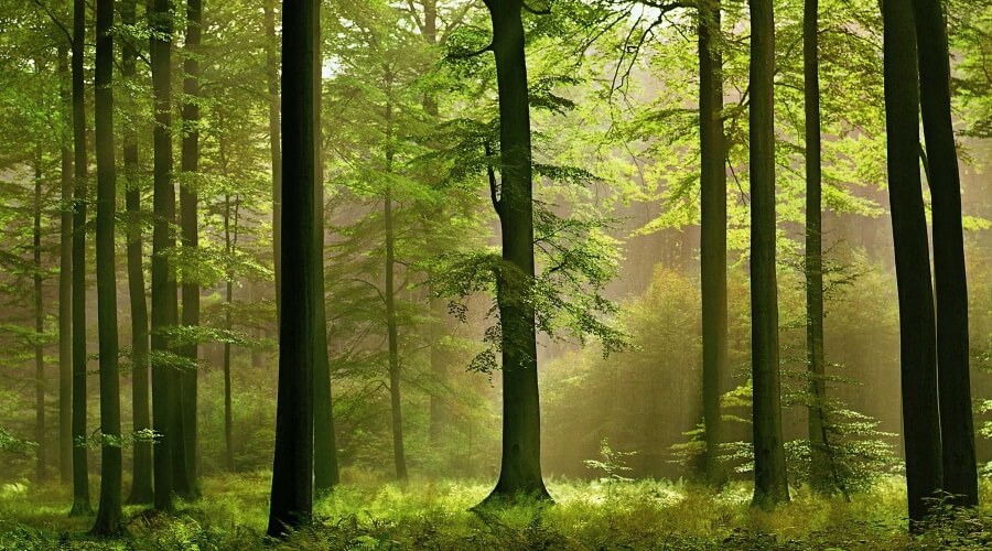 Проект "Академия леса" тверской станции юннатов признан лучшим в сфере экологического образования